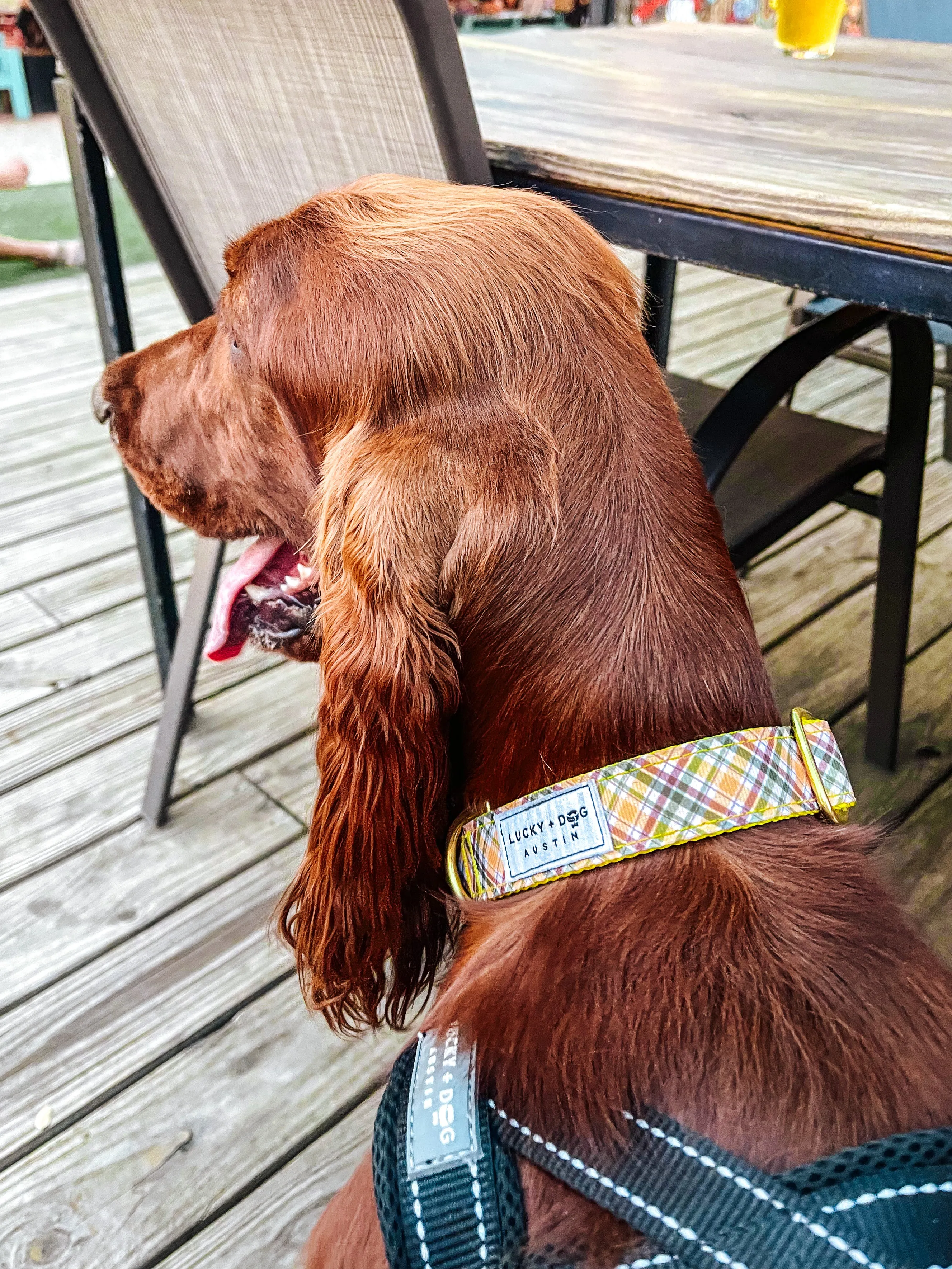Fi Collar Band - Cozy Cabin