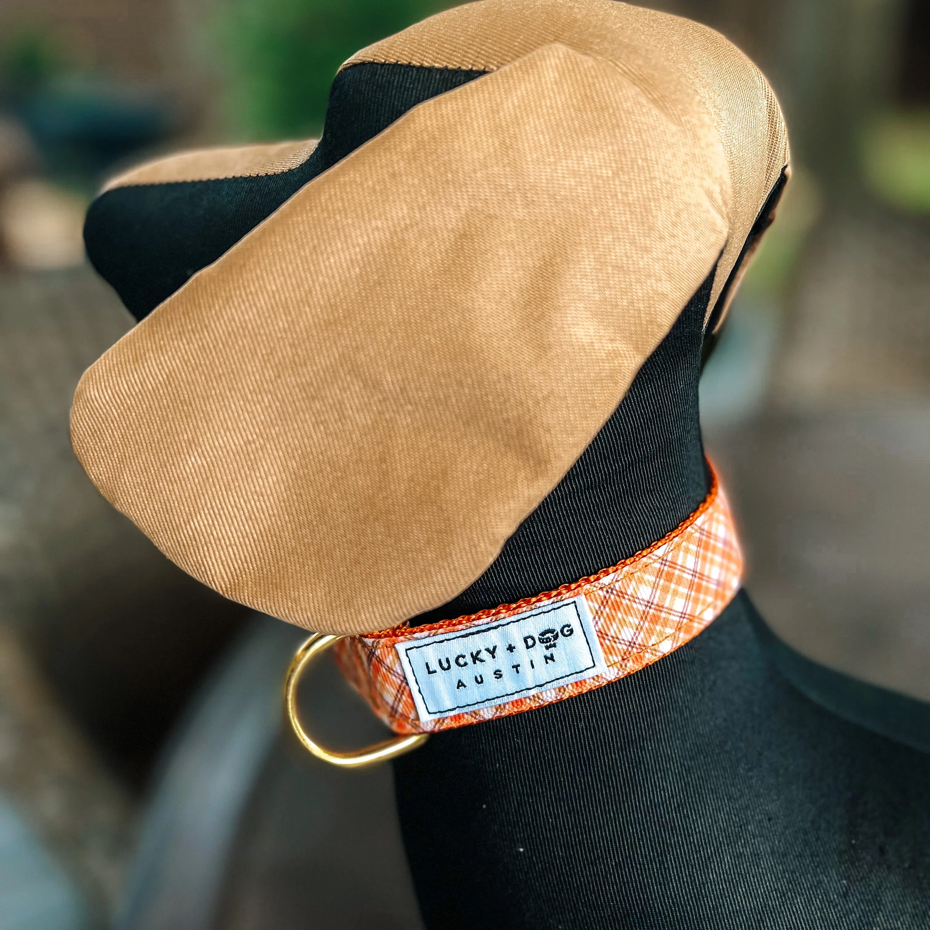 Fi Collar Band - Golden Harvest