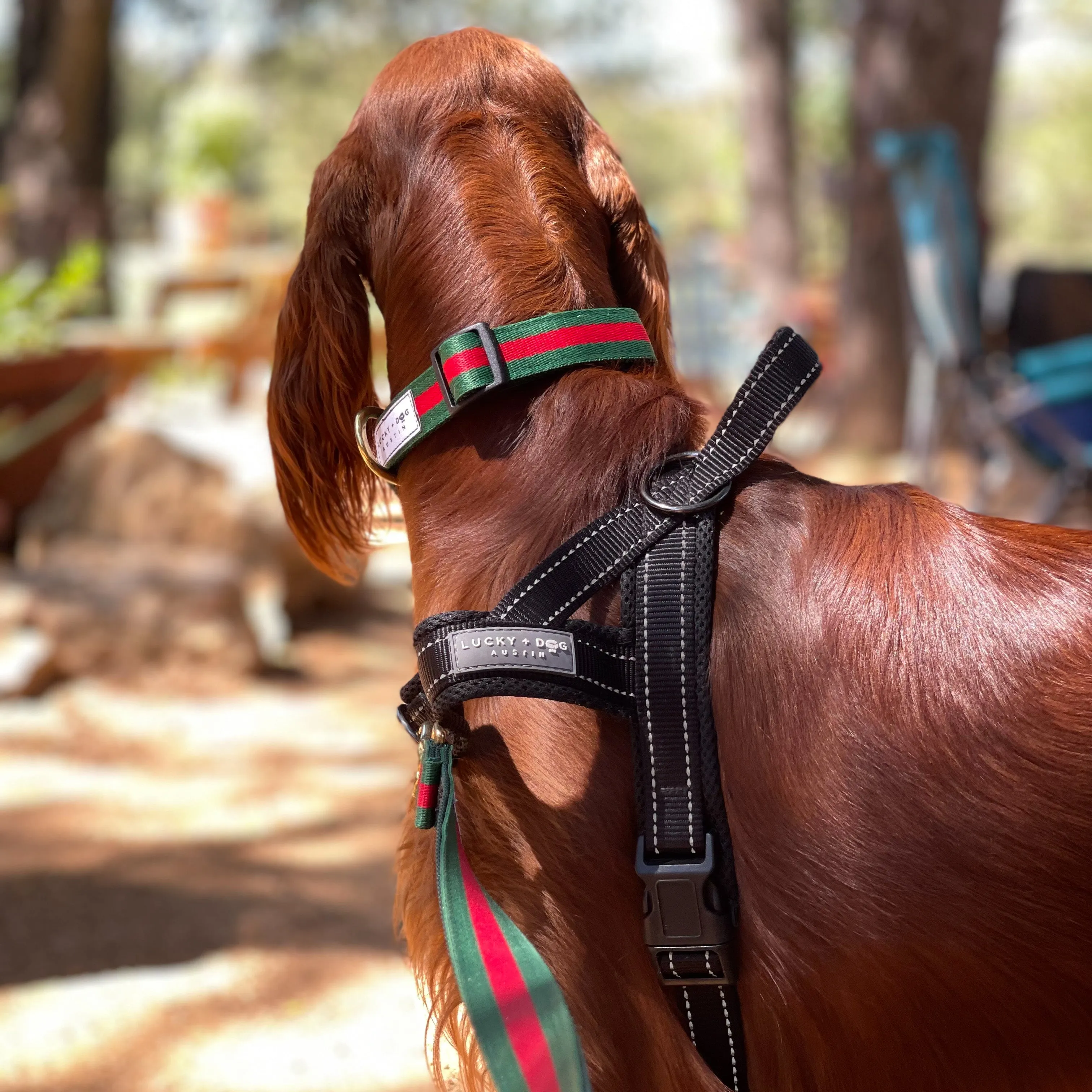 Fi Collar Band - Goochie