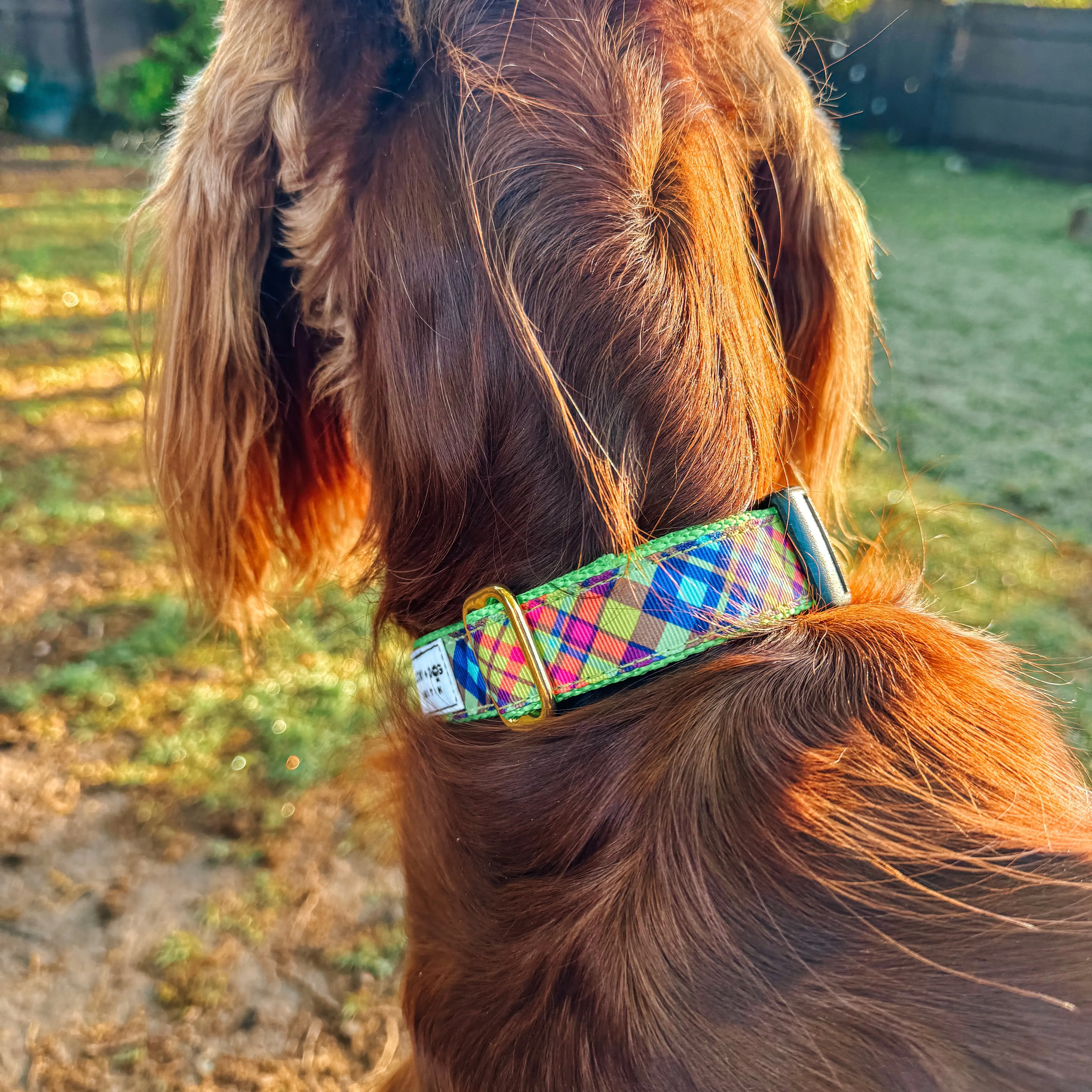 Fi Collar Band - Ice Cream Zoomies