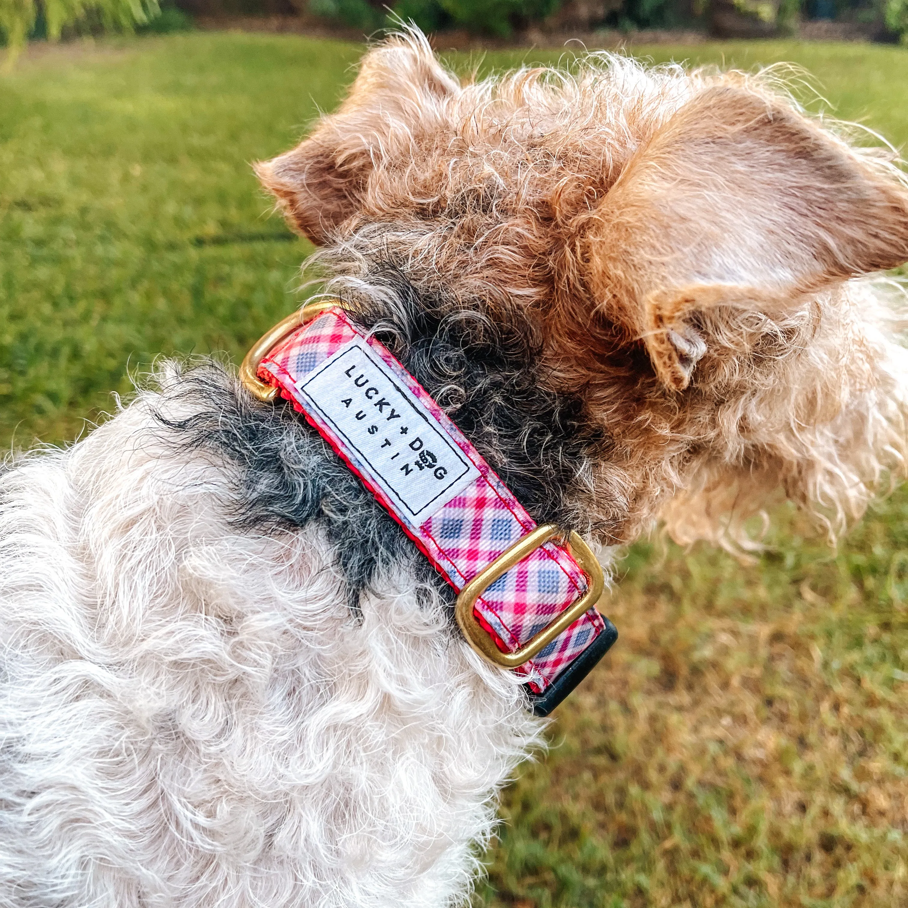 Fi Collar Band - Orchard