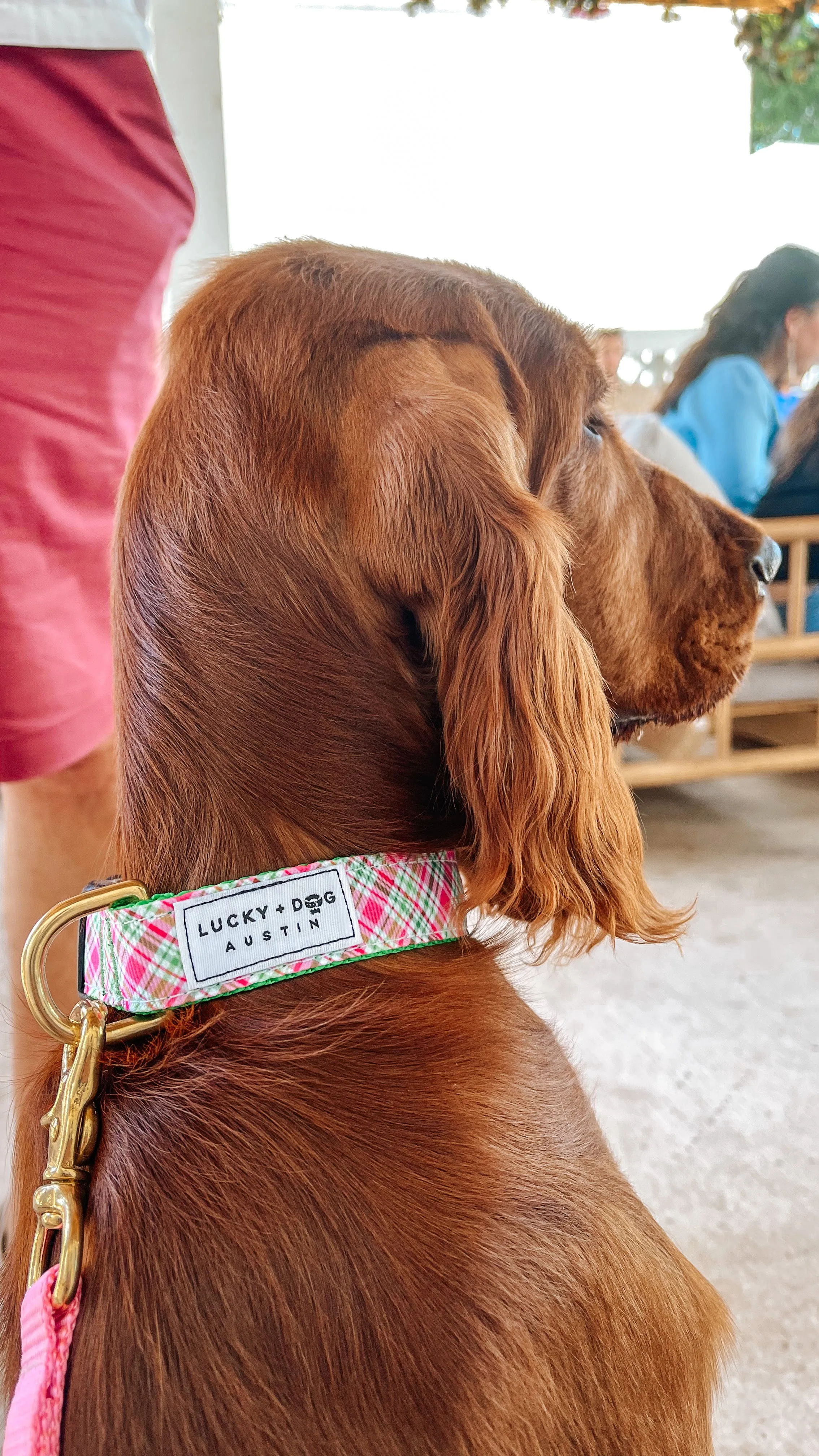 Fi Collar Band - Picnic Plaid