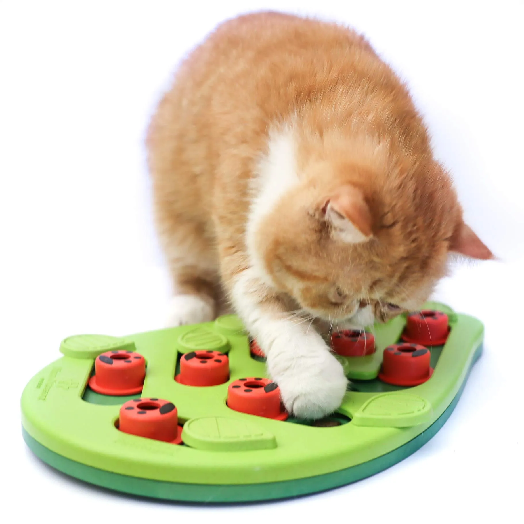 Petstages Buggin' Out Treat Dispensing Interactive Puzzle and Feeding Cat Toy