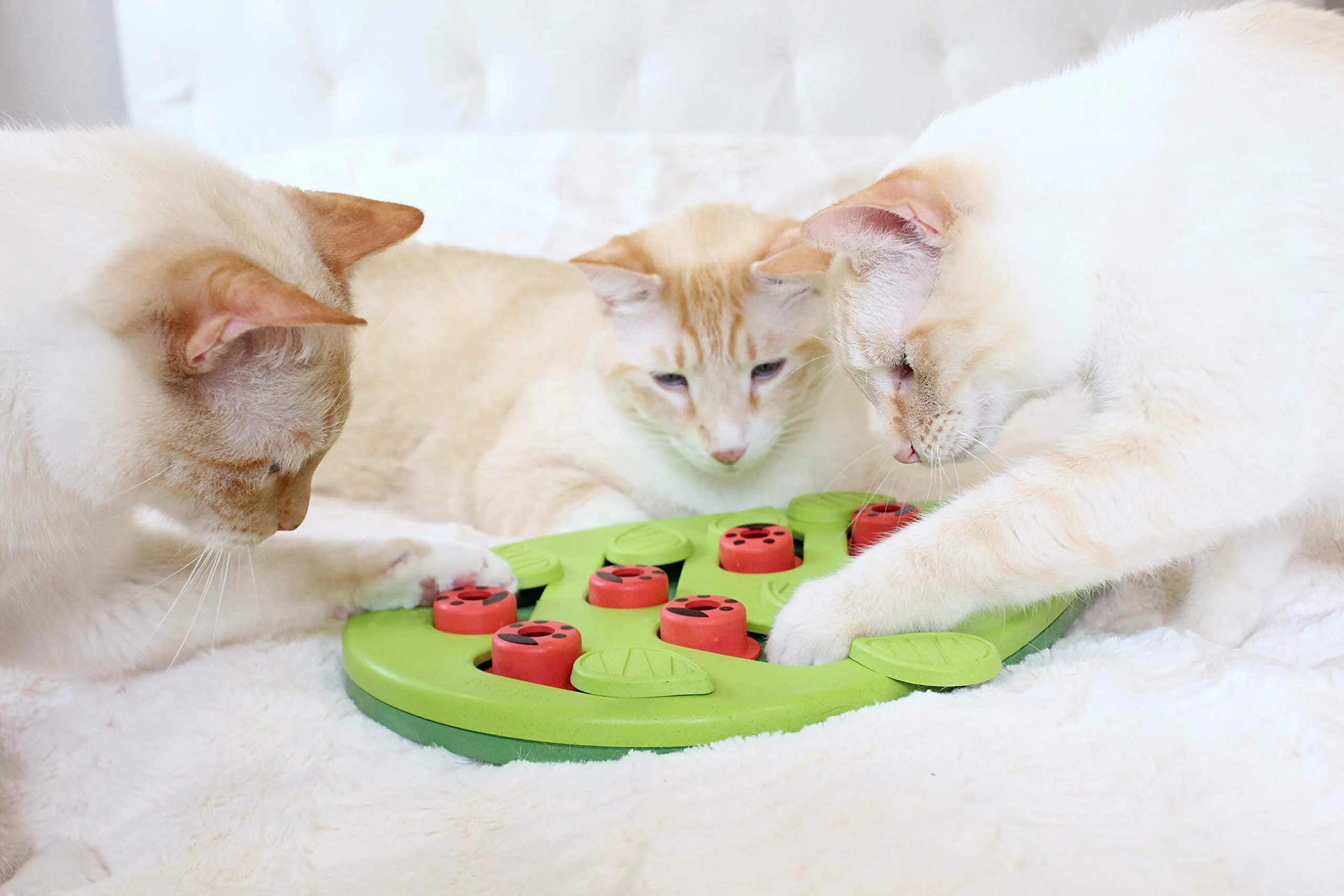 Petstages Buggin' Out Treat Dispensing Interactive Puzzle and Feeding Cat Toy